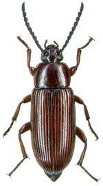 Achrostus legalli